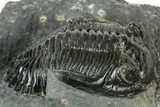 Detailed Hollardops Trilobite Fossil - Ofaten, Morocco #323700-2